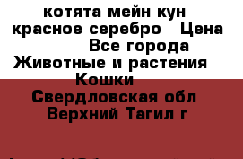 котята мейн кун, красное серебро › Цена ­ 30 - Все города Животные и растения » Кошки   . Свердловская обл.,Верхний Тагил г.